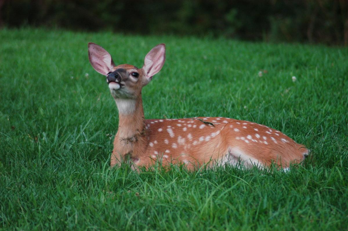 A fawn with several white spots sits alone in the grass