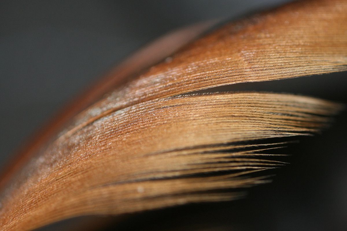 A closeup of a feather's individual components