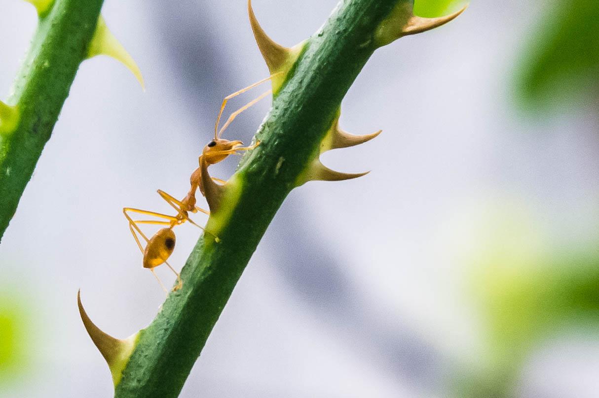 A fire ant climbing a stem with several thorns