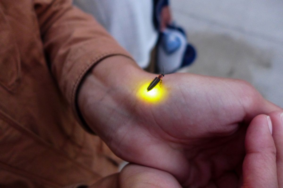 A firefly lights up while sitting on a hand