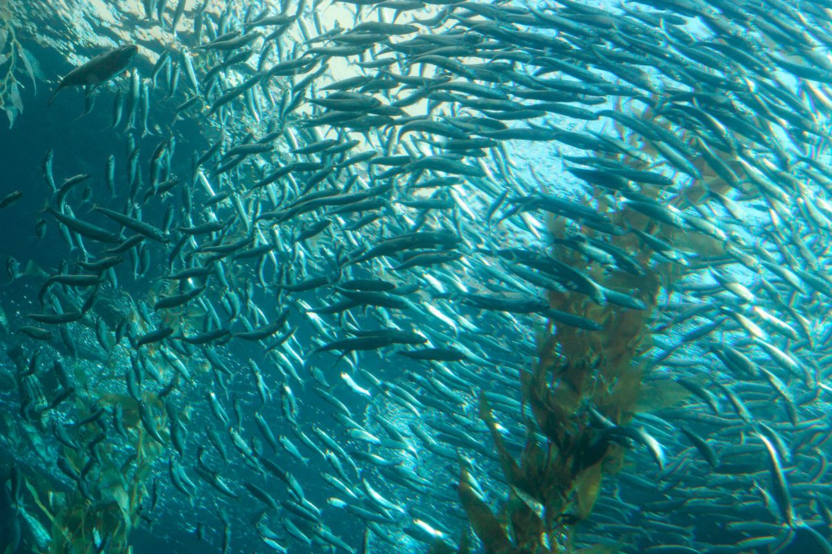 A large school of shiny silver fish swimming in a circle around a tall kelp plant