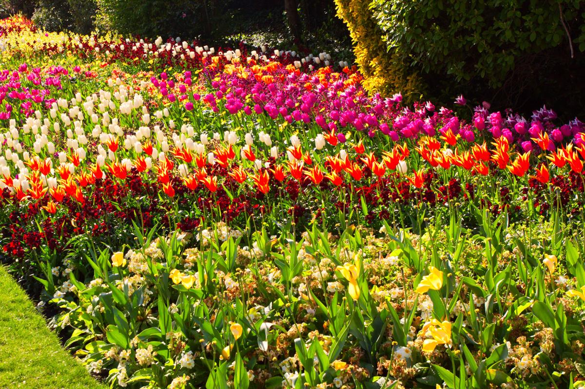 A bright garden with multicolored tulips blooming in the sunshine