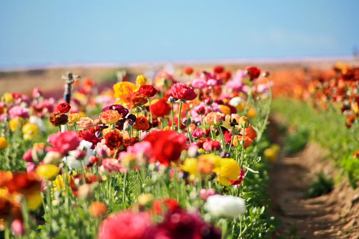 Rows of colorful, cultivated flowers in a field on a cloudless sunny day