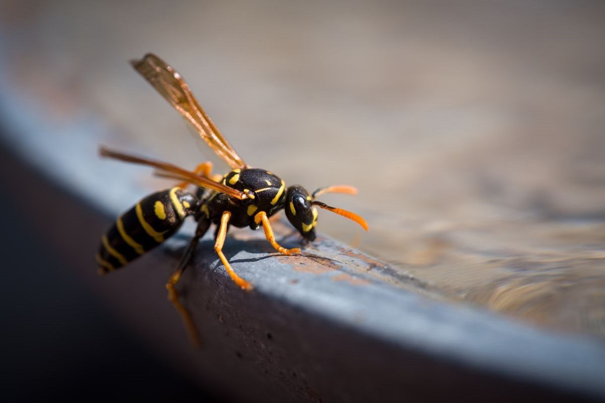 a wasp drinking water on a bird bath at a hot sunny summer day