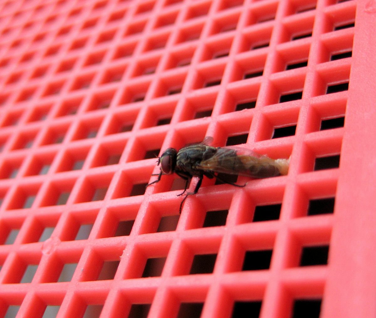 A fly on a plastic pink grid of a fly swatter