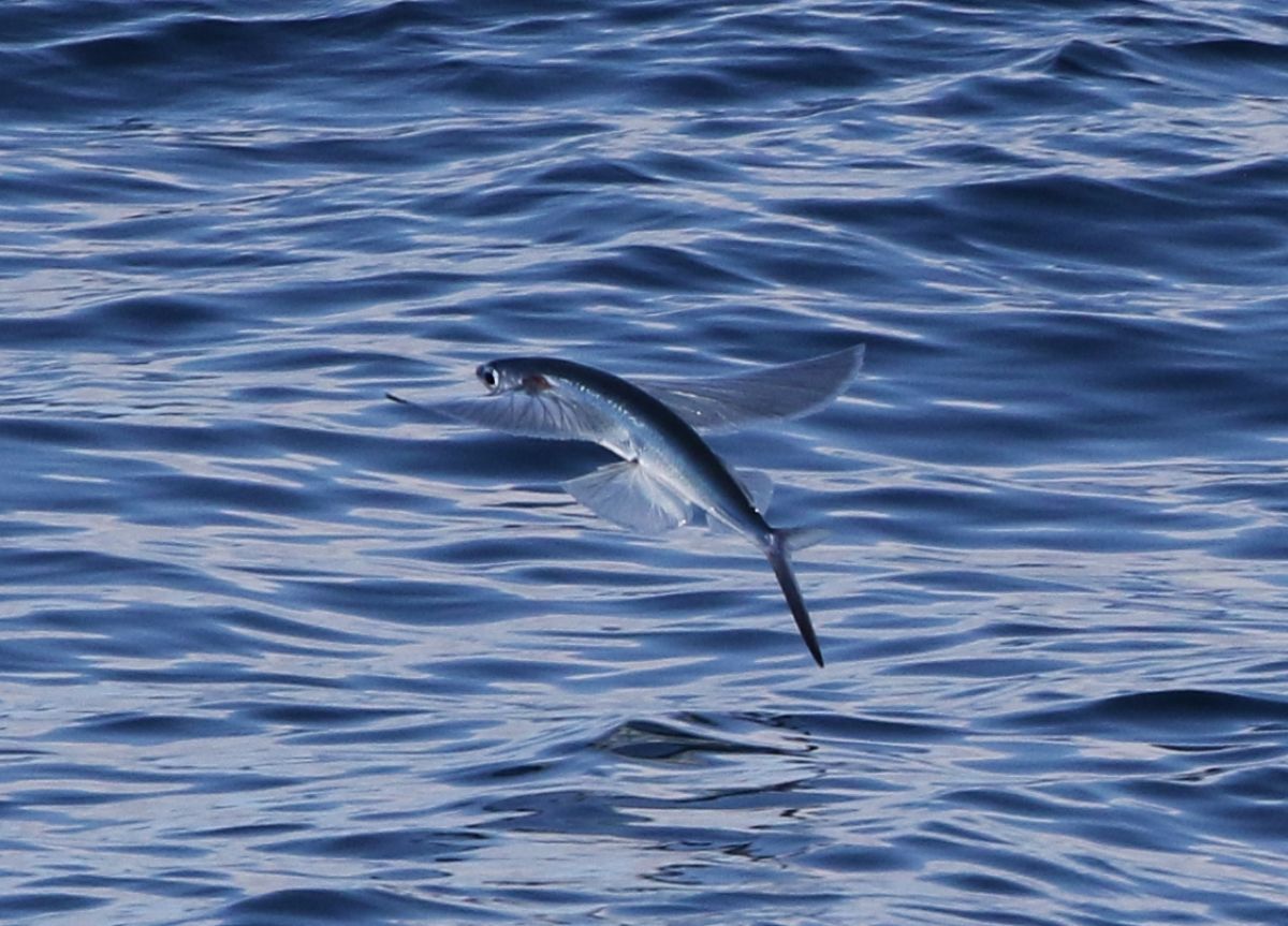 A flying fish with wing-like fins spread out gliding over the water's surface