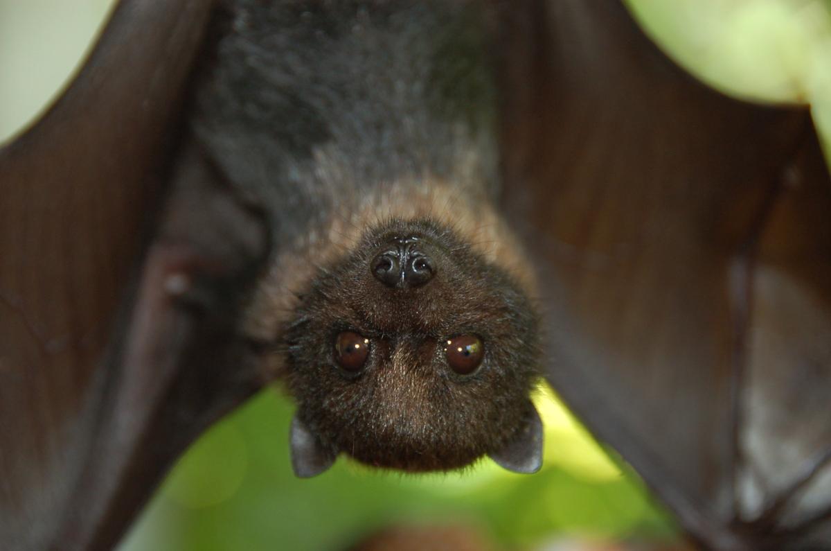 A young fruit bat hangs upside down looking into the camera with large brown eyes