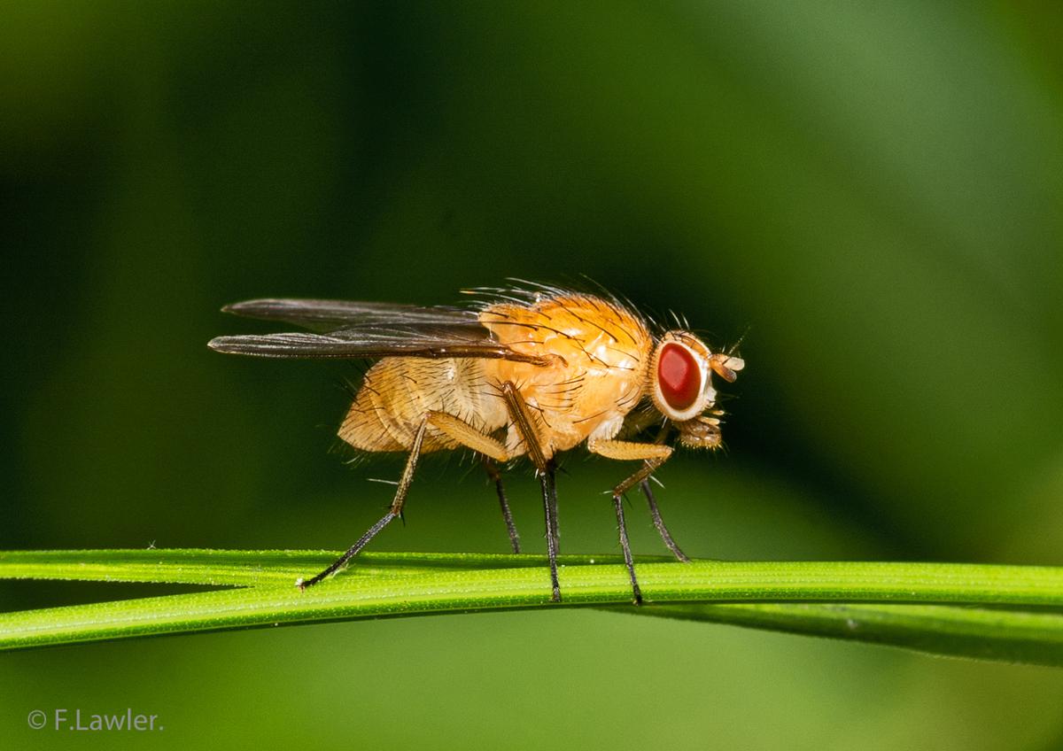 A tan fruit fly with red eyes rests on a green leaf