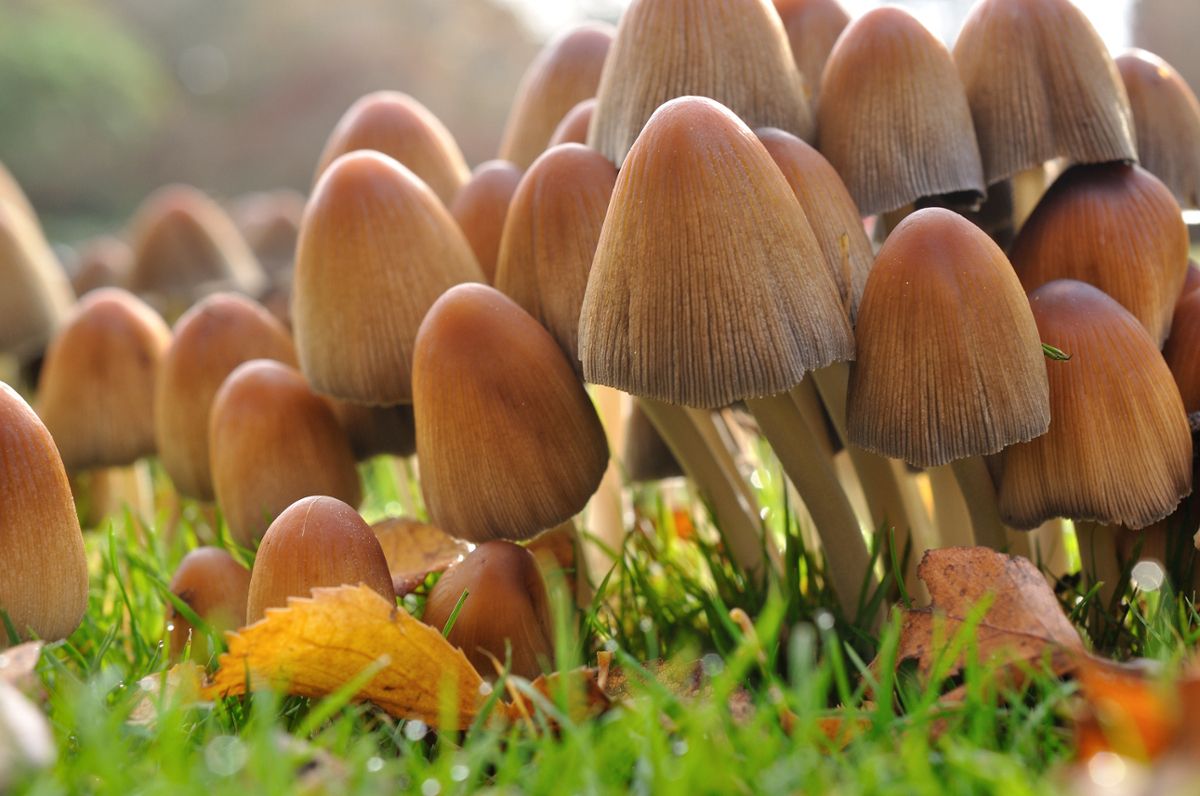 A cluster of brown fungi with mushroom caps comes out of the green grass