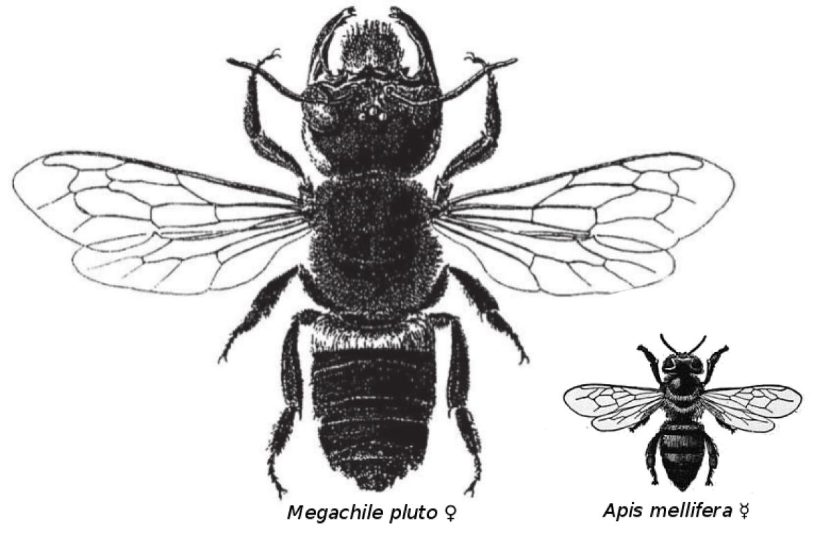 A comparison between Wallace's giant bee and an average bee, illustrated in black and white