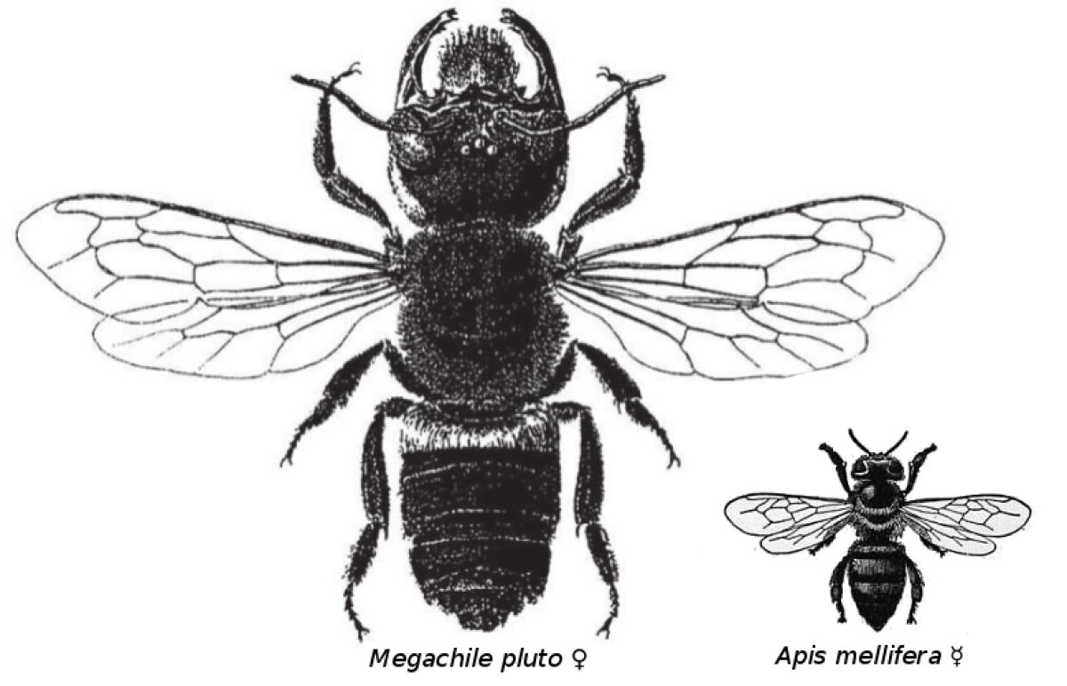 An illustration comparing the sizes of Wallace's giant bee and a much smaller species