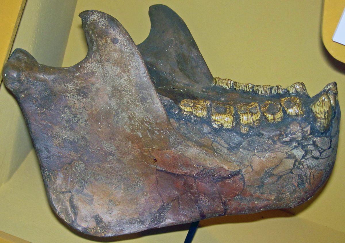 The thick lower jaw of a Gigantopithecus displayed in a museum