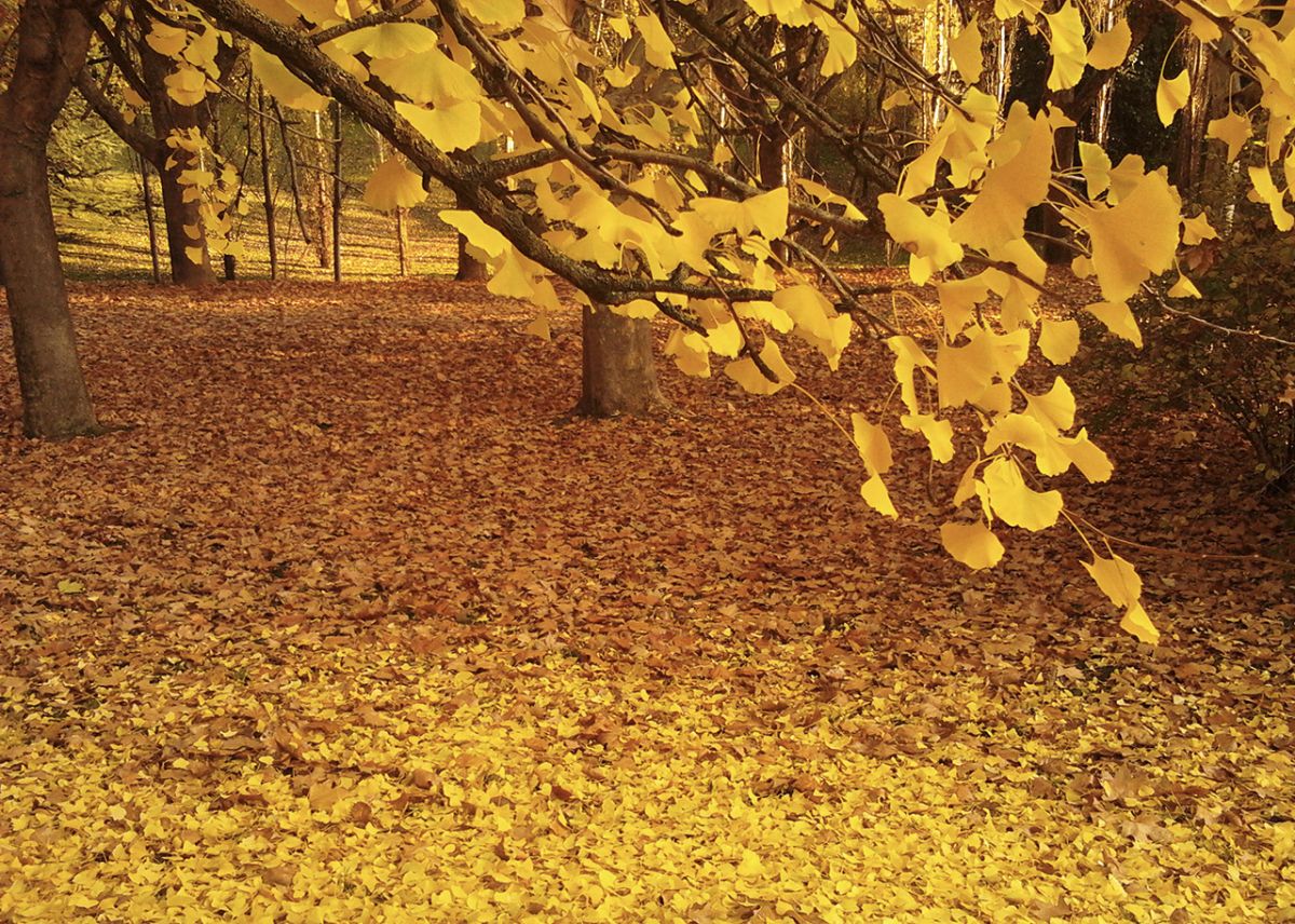 A branch of a ginkgo tree with bright yellow leaves, with the ground covered in yellow leaves behind it