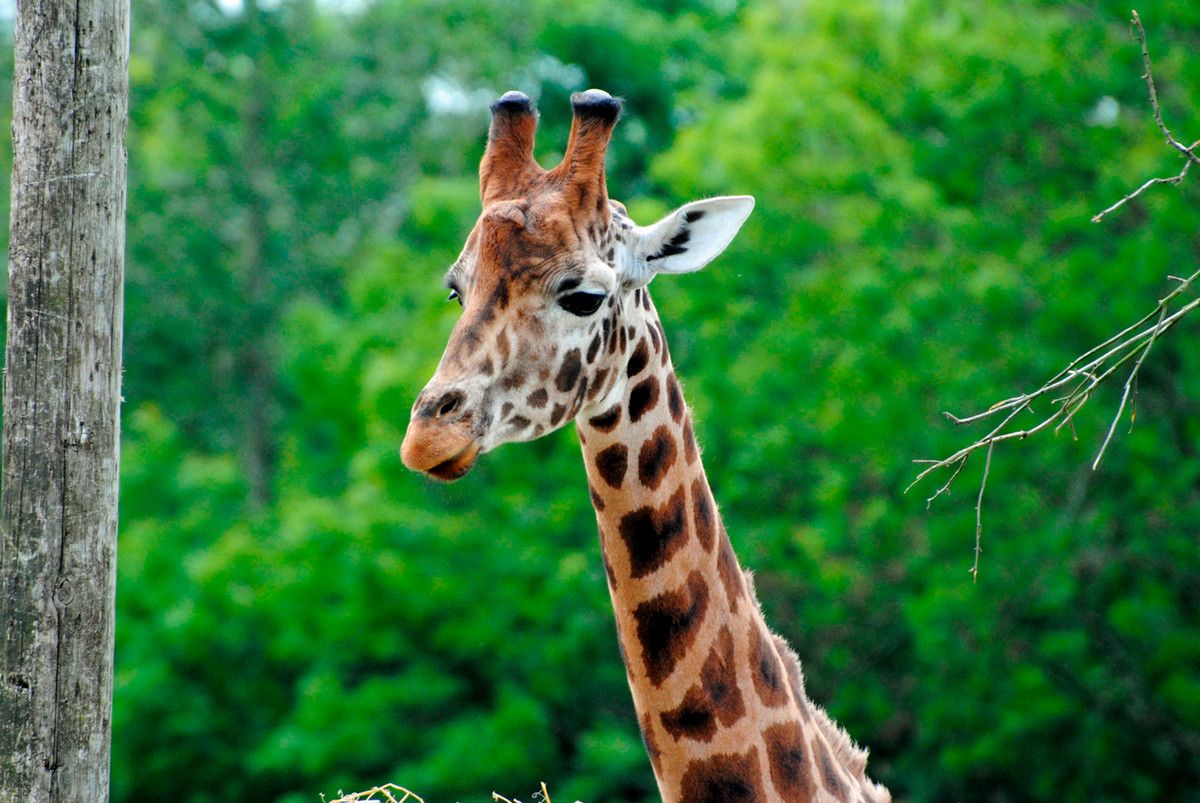 A giraffe outside with large trees in the distance behind it