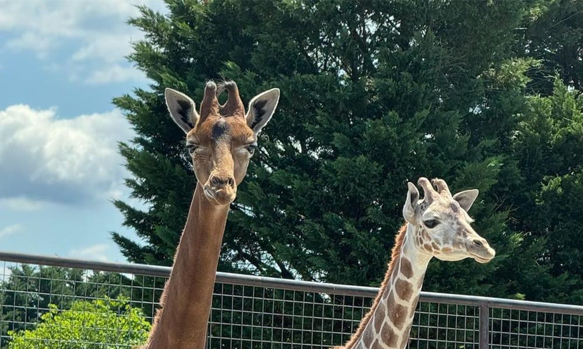 Giraffes_BrightsZoo