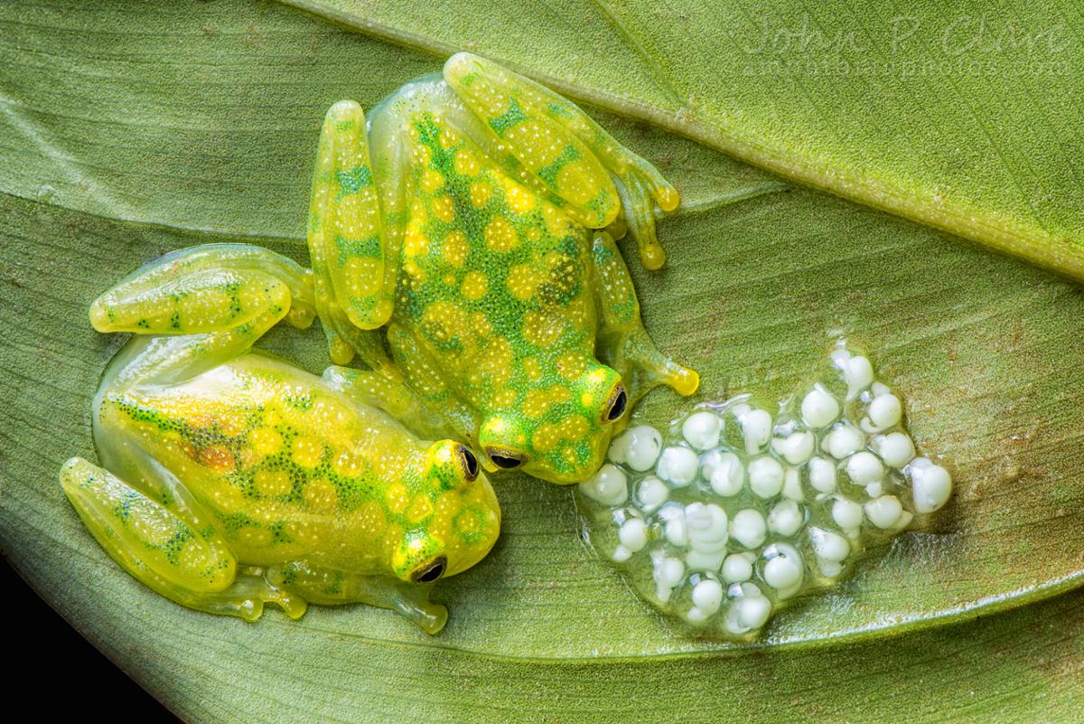 Two glass frogs with their eggs sitting on the underside of a leaf