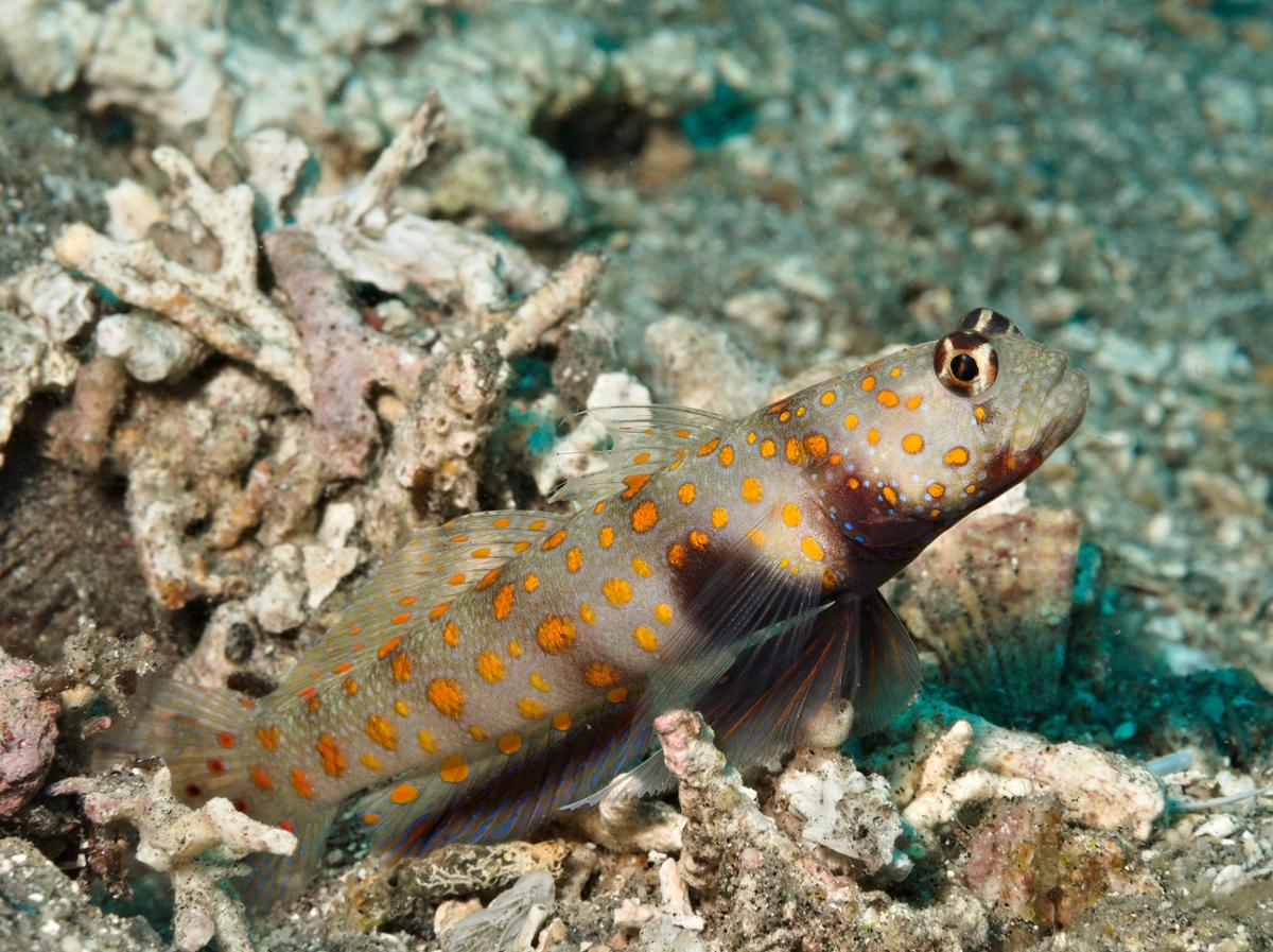 A small goby fish with orange spots and dark brown stripes sits near the water's floor