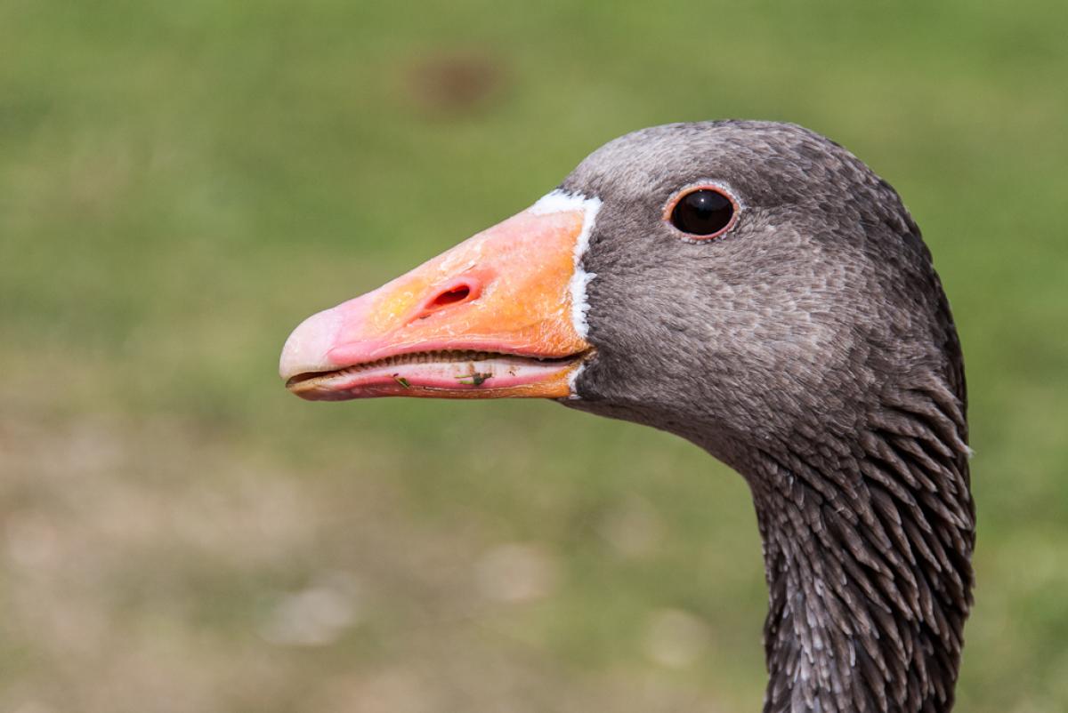 A closeup of a grey goose's head with an orange bill, in profile to the camera