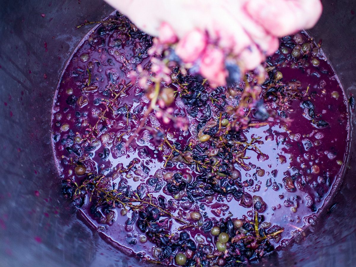 Grapes in a large container being crushed and squeezed for juice