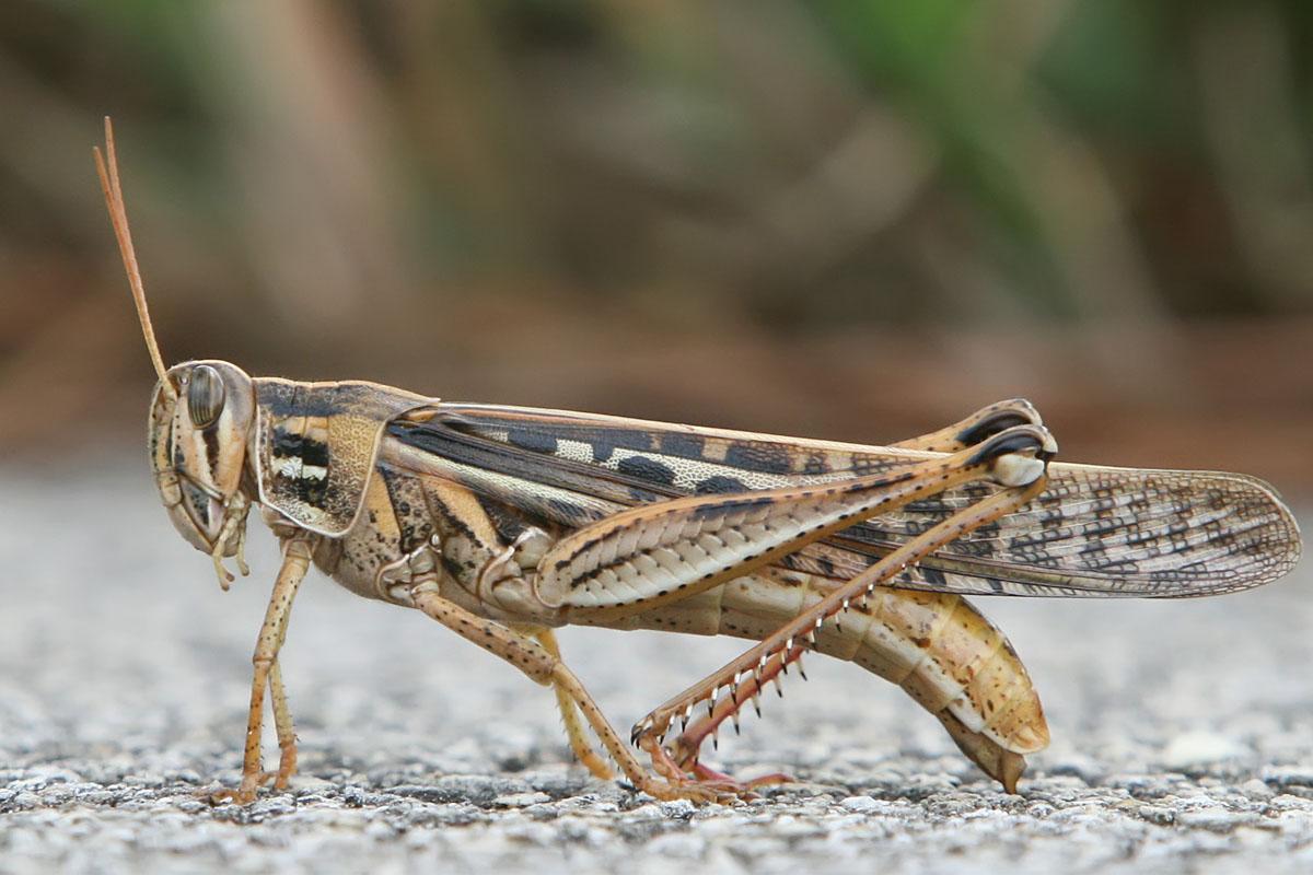 Photo of a grasshopper.
