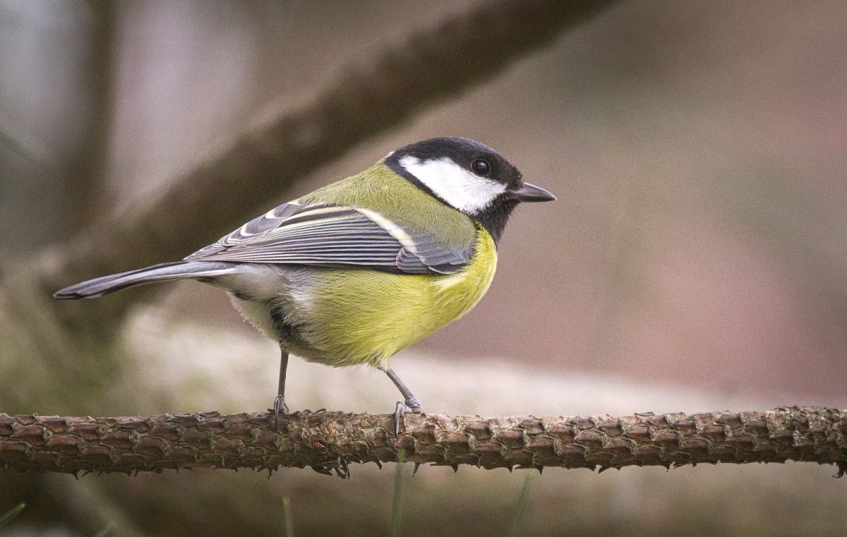A male great tit bird sits on a pine branch alone
