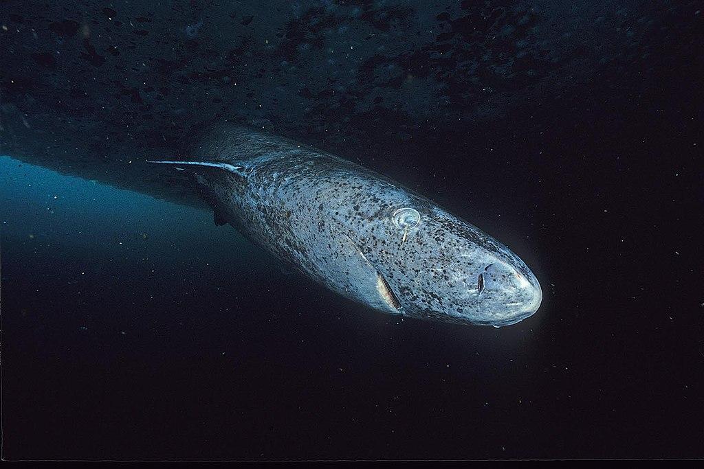 The head of a Greenland shark approaches the camera from murky waters