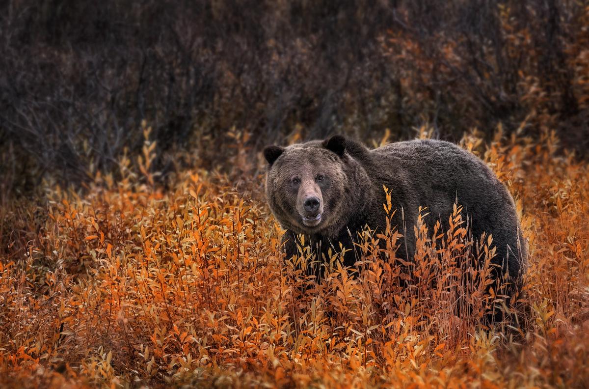 A large grizzly bear walking through bright orange fall foliage