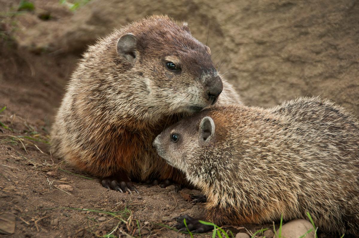 Two groundhogs huddled together in the dirt
