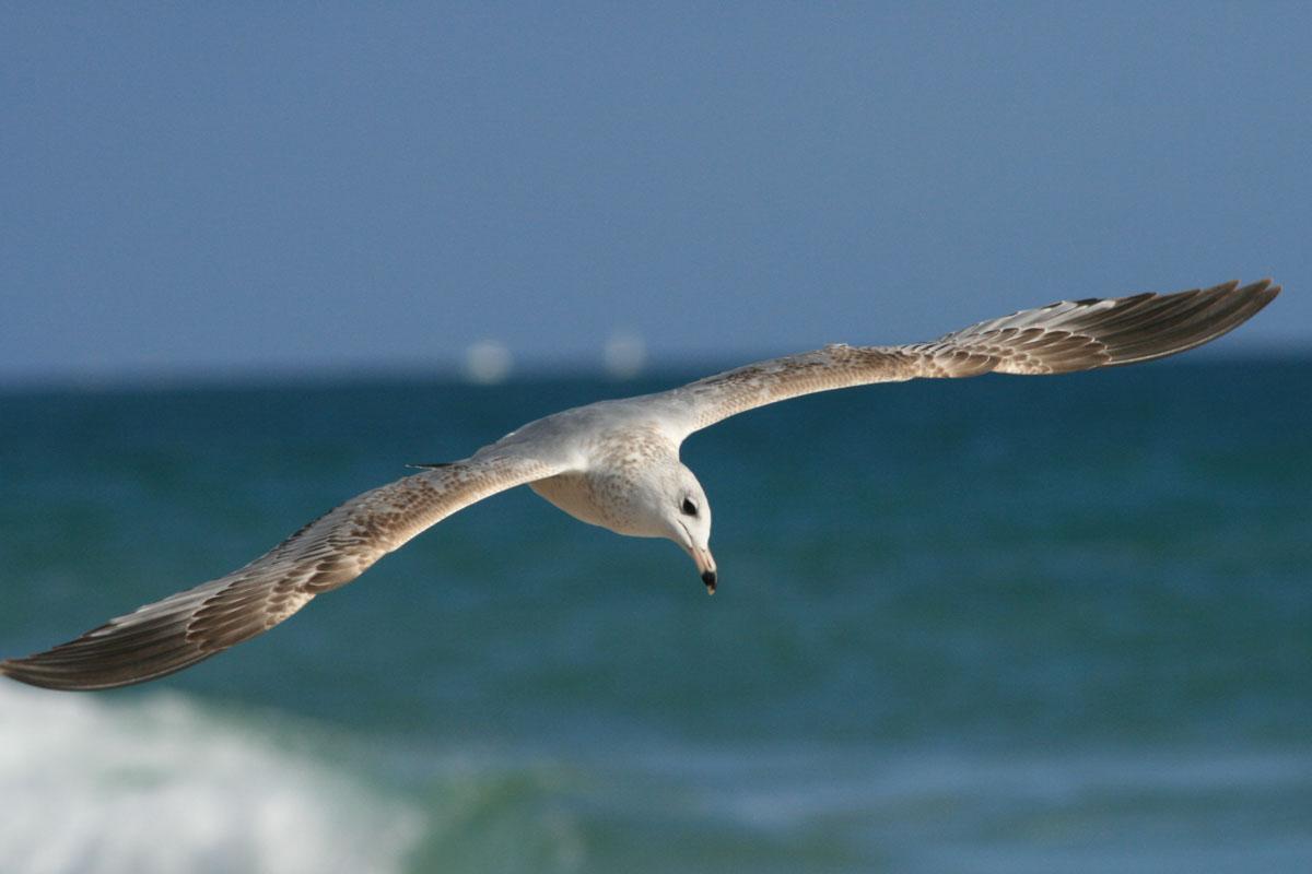 Photo of a seagull.
