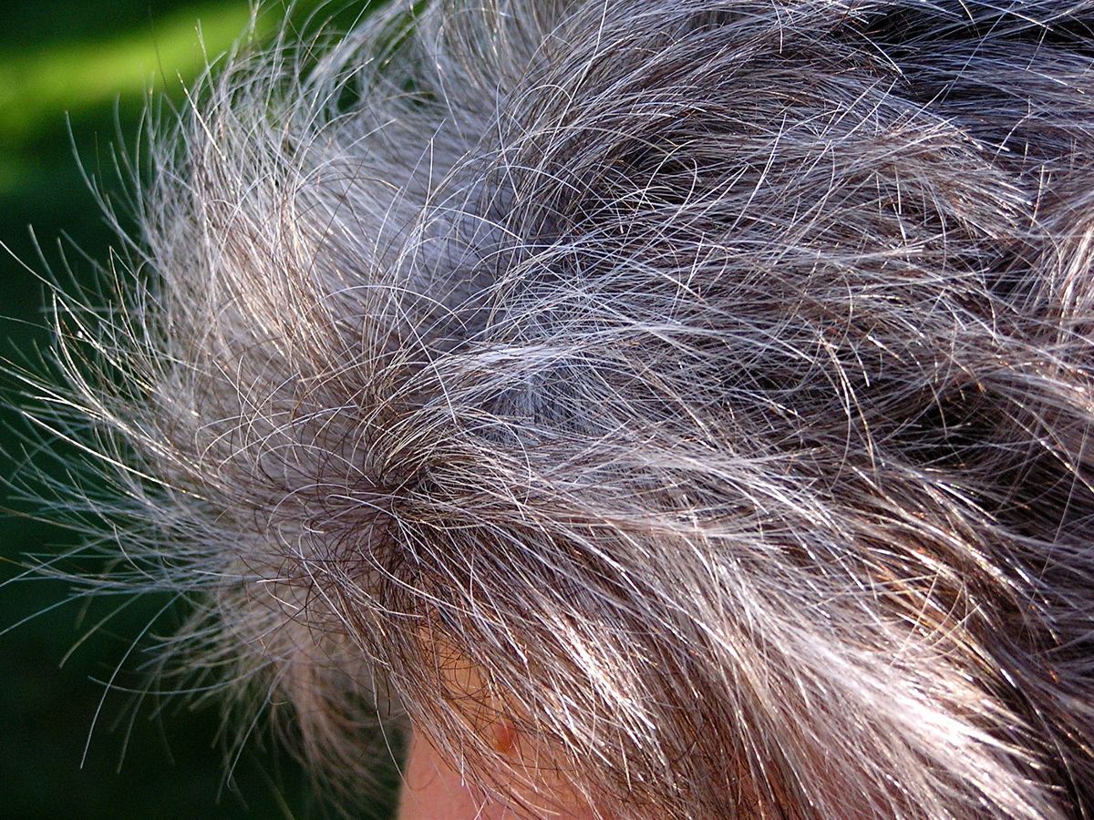 Short hair sticking out of a person's head, a mix of grey and black