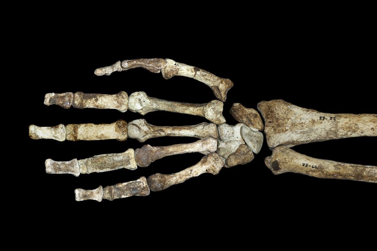 https://commons.wikimedia.org/wiki/File:Hand_and_arm_Australopithecus_sediba_on_black (Wikipedia)