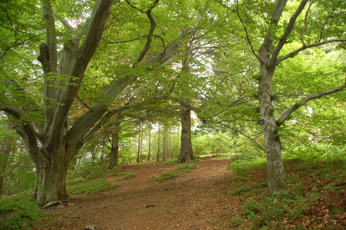 A view of a path through large trees in the Harvard Forest