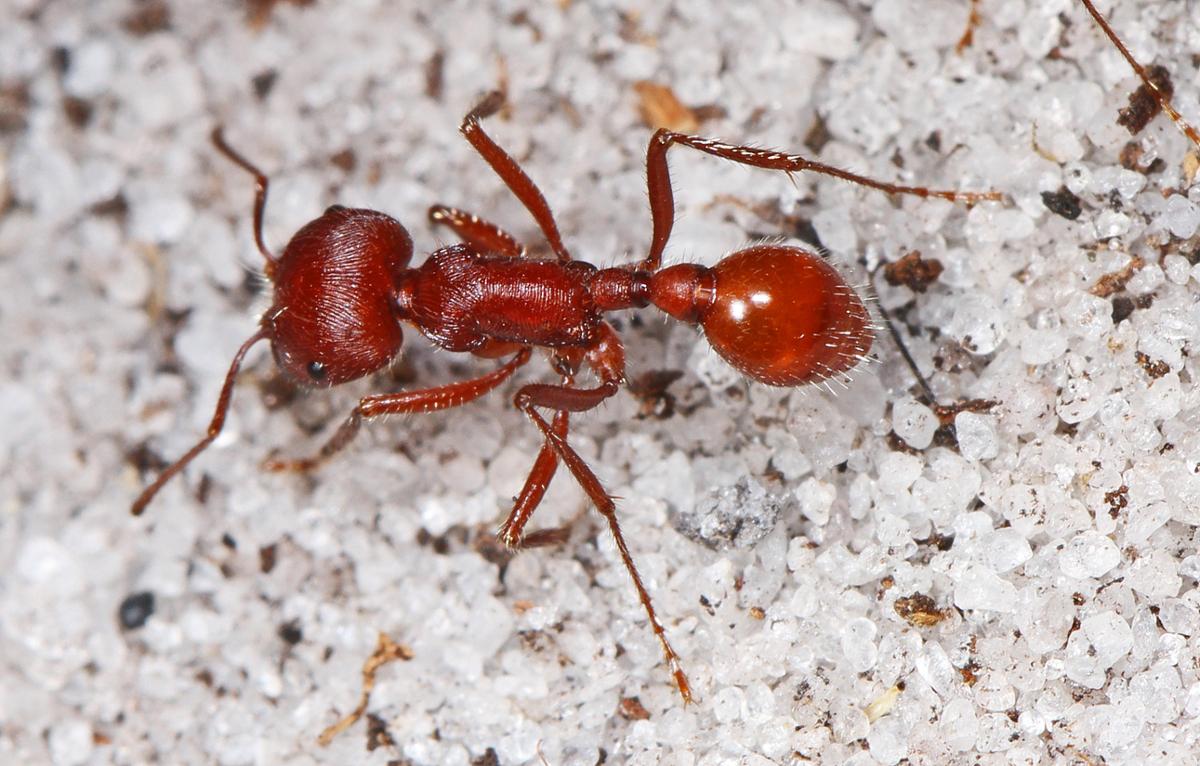 A red harvester ant as seen from above, against a light and textured surface