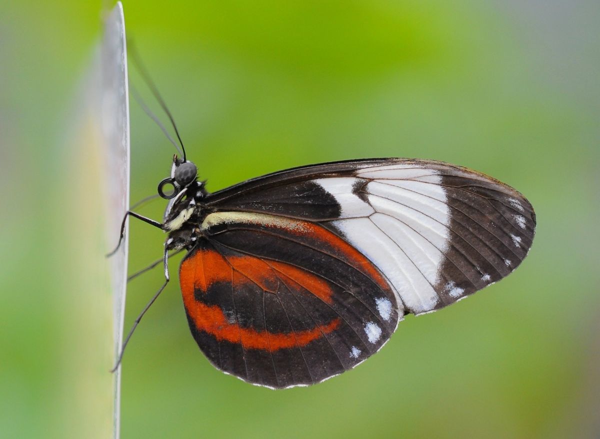 The butterfly Heliconius cydno in profile, with dark wings with red and white patterning