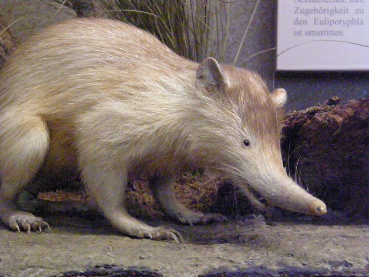 A museum rendering of the Hispaniola Solenodon, a rodent with light fur and a long snout
