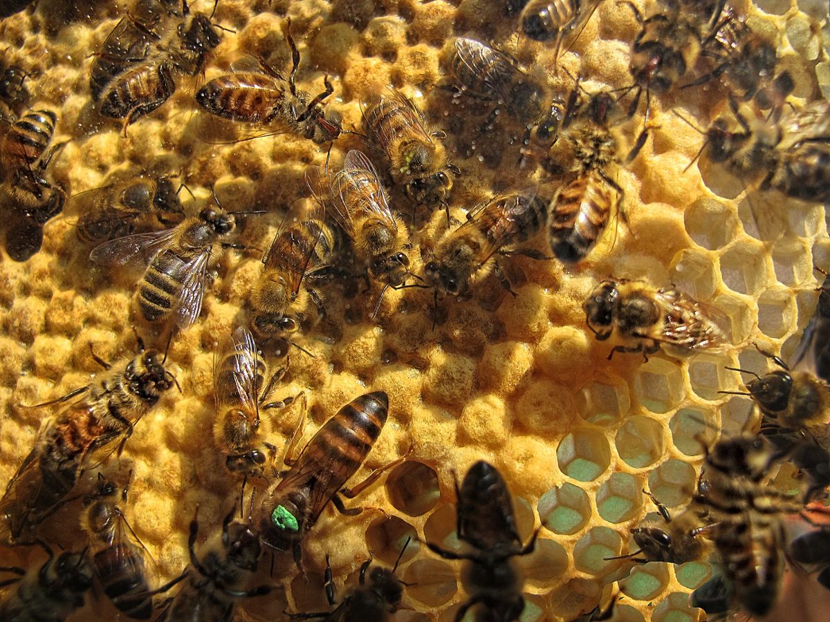 A group of honeybees in their hive, with the queen bee in the lower corner marked with a green dot