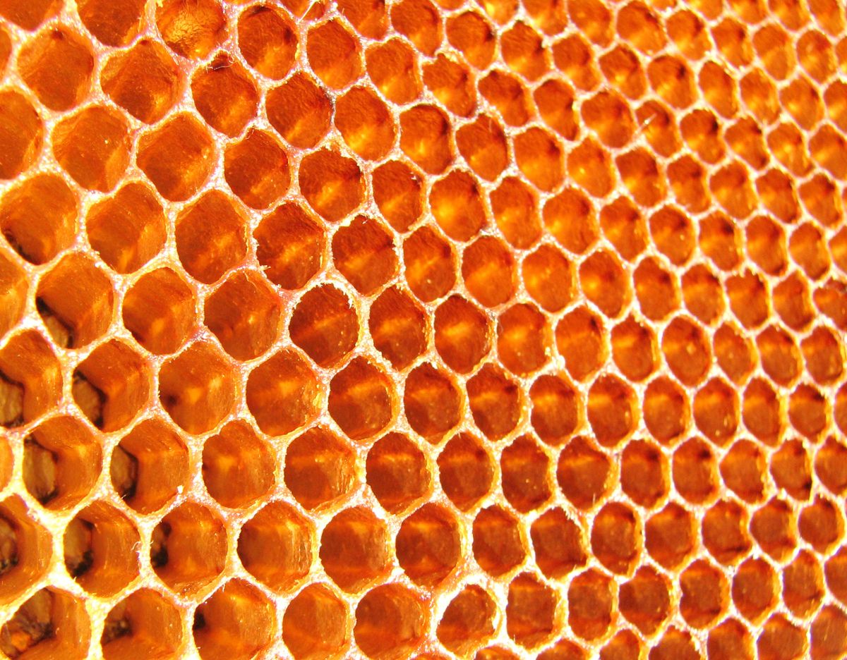 A honeycomb, almost perfectly arranged in hexagons