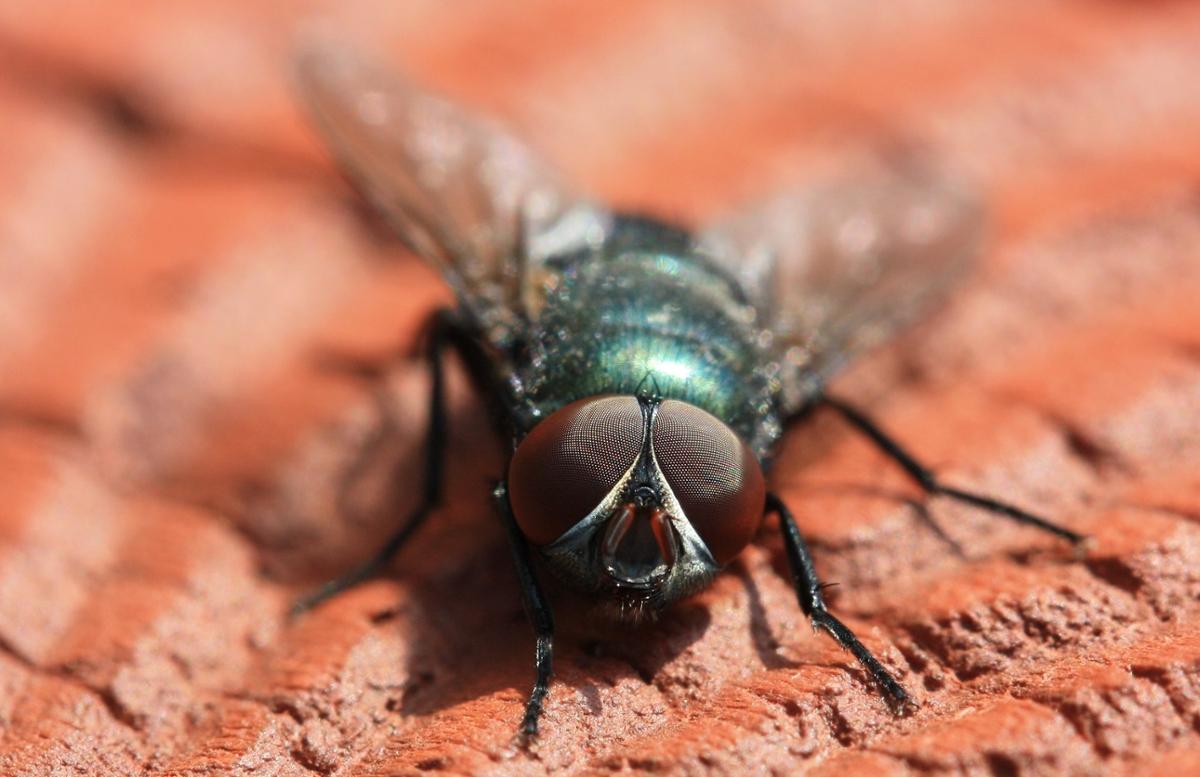A closeup of a house fly sitting on a wooden surface