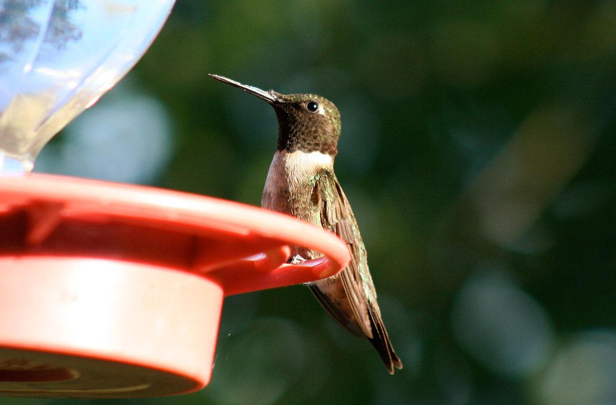A male ruby-throated hummingbird rests on a nectar bird feeder