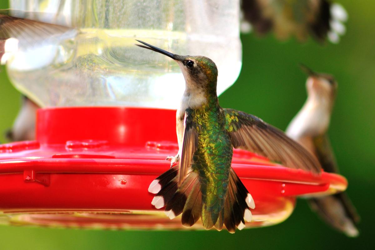 A hummingbird spreads its wings out while sitting on a birdfeeder
