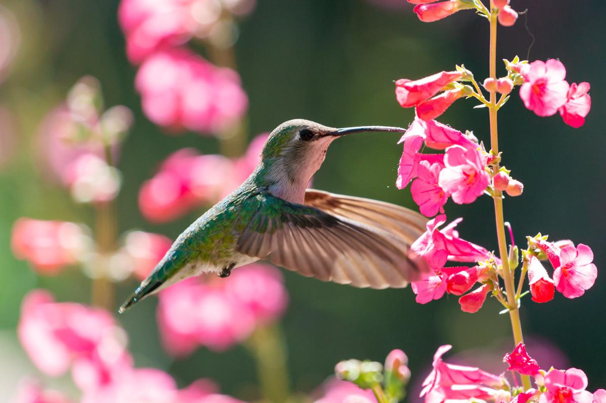 Hummingbird With Flower