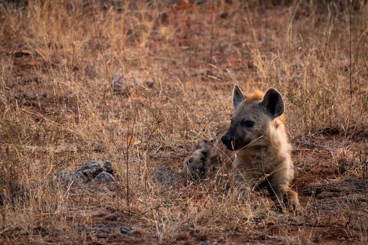 A hyena laying down in a dry grassy field, looking off into the distance