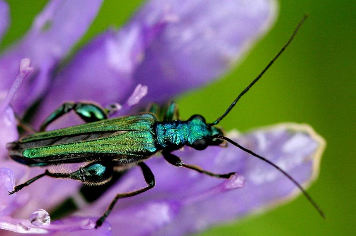 A small, skinny insect with blue-green iridescence sits on a purple flower
