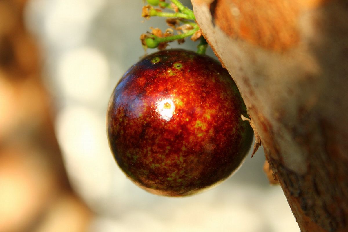 A red jabuticaba fruit on the bark of a tree