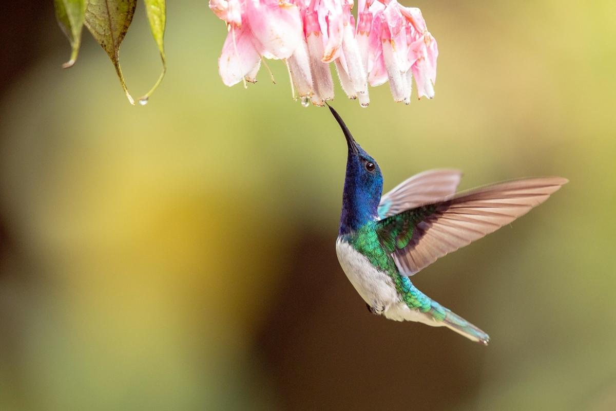A white-necked Jacobin hummingbird with a blue and green body hovers in the air while drinking from a flower