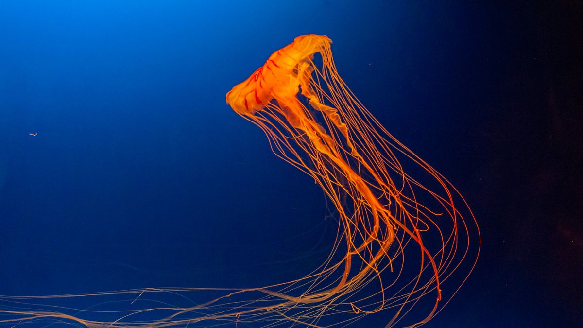 A large jellyfish, the Japanese sea nettle, lit by an orange light with long tentacles floating