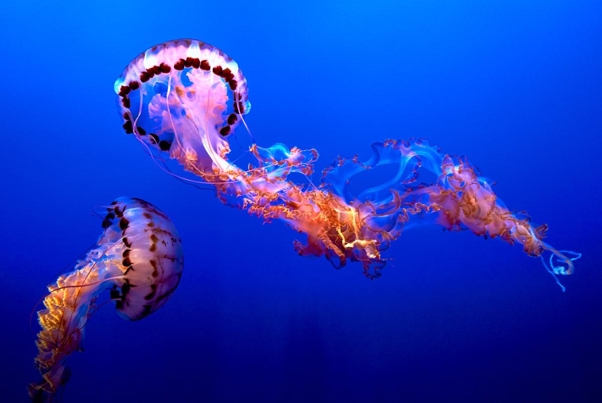 Two jellyfish float in the water next to each other