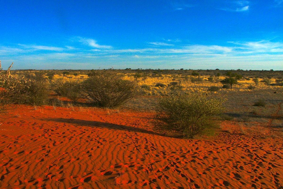 The Kalahari Desert.