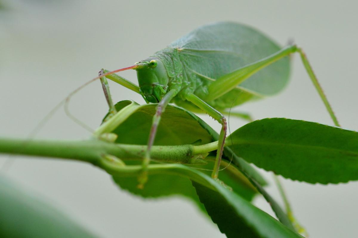 A closeup of a green katydid's face on a bright green leaf