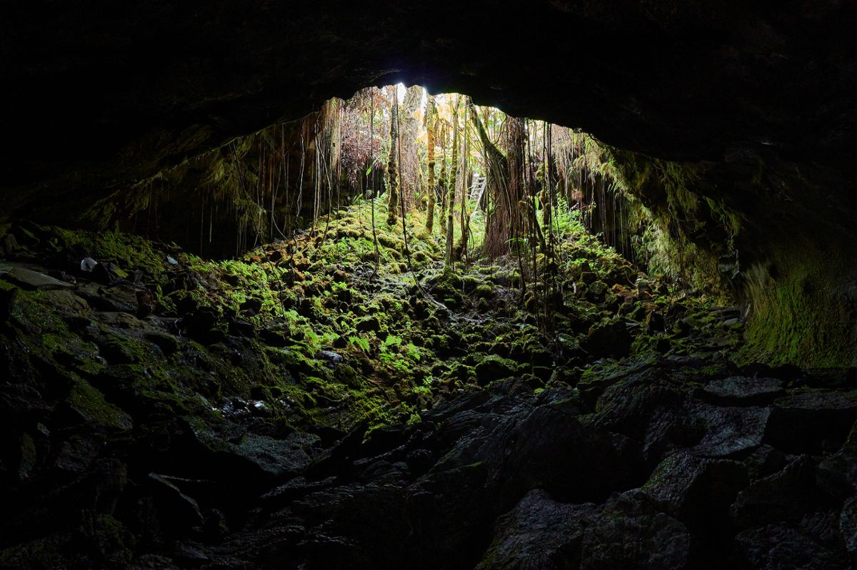 A cave opening up into sunlight, with lots of greenery growing around the opening